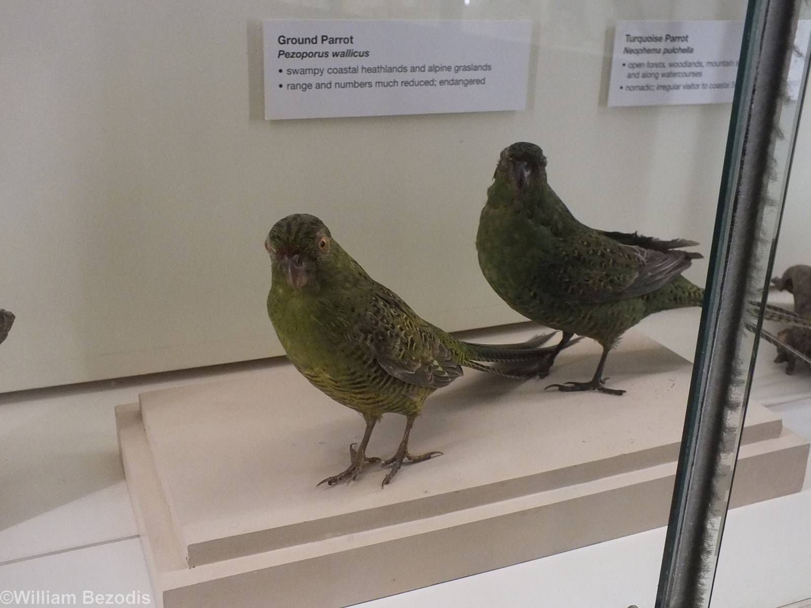 Ground Parrot - Queensland Museum