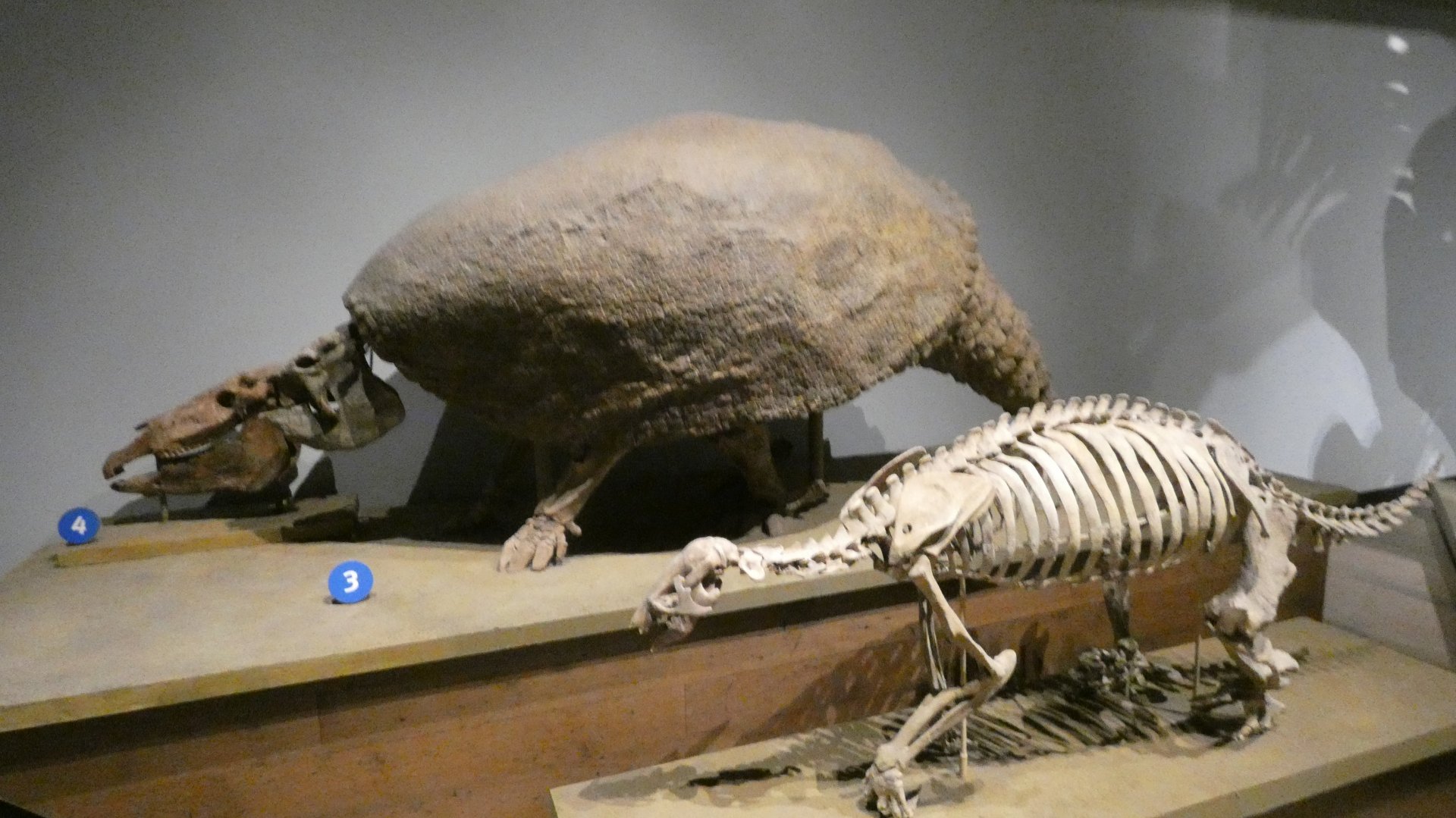 Ground Sloth (Front) & Glyptodon (Behind), Evolving Planet - Feb. 2022