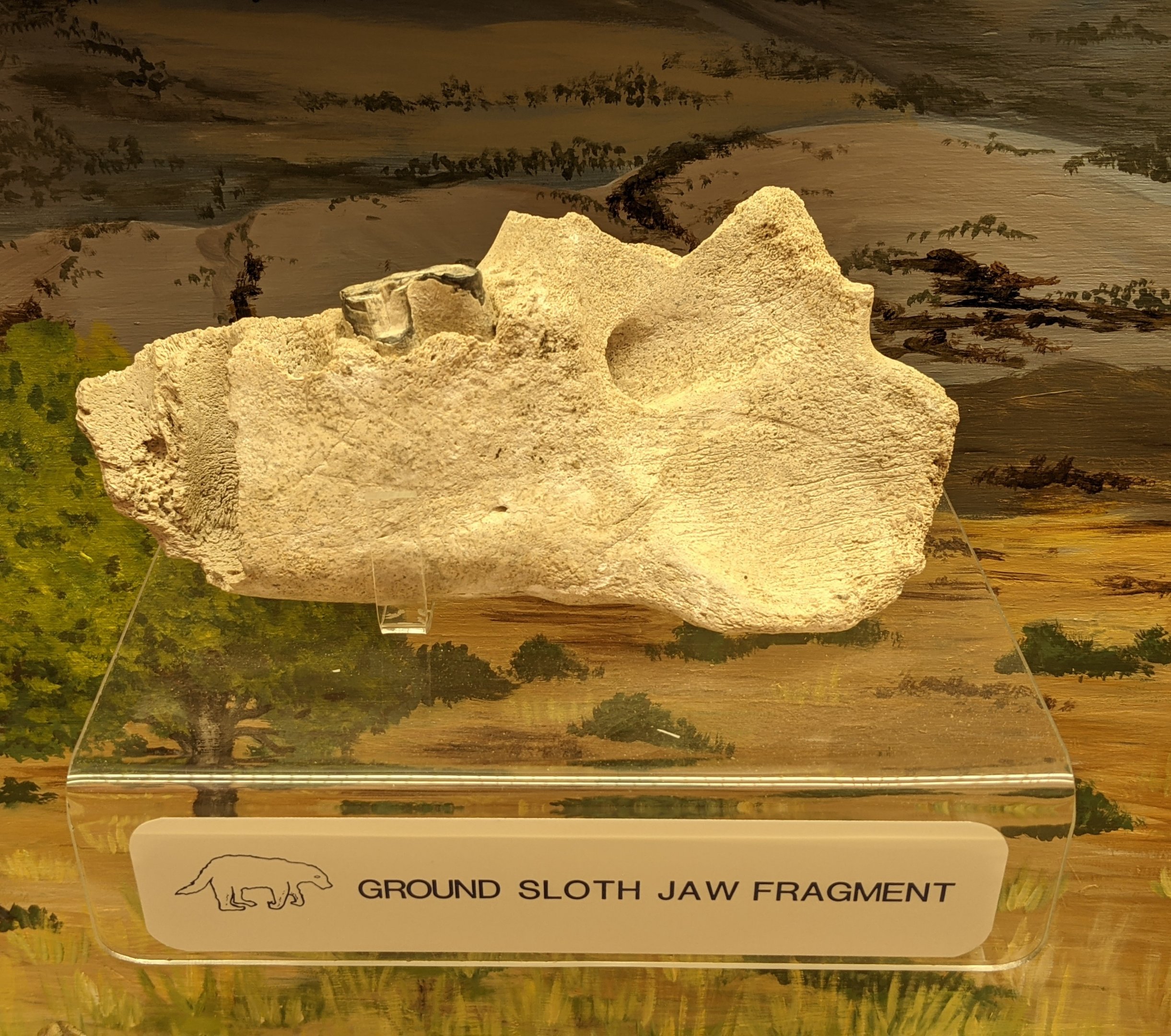 Ground sloth jaw fragment