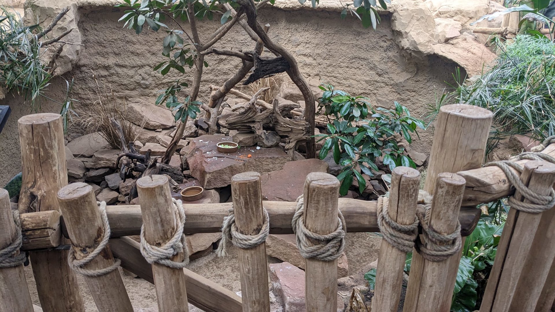 Ground Squirrel and Dwarf Mongoose Enclosure
