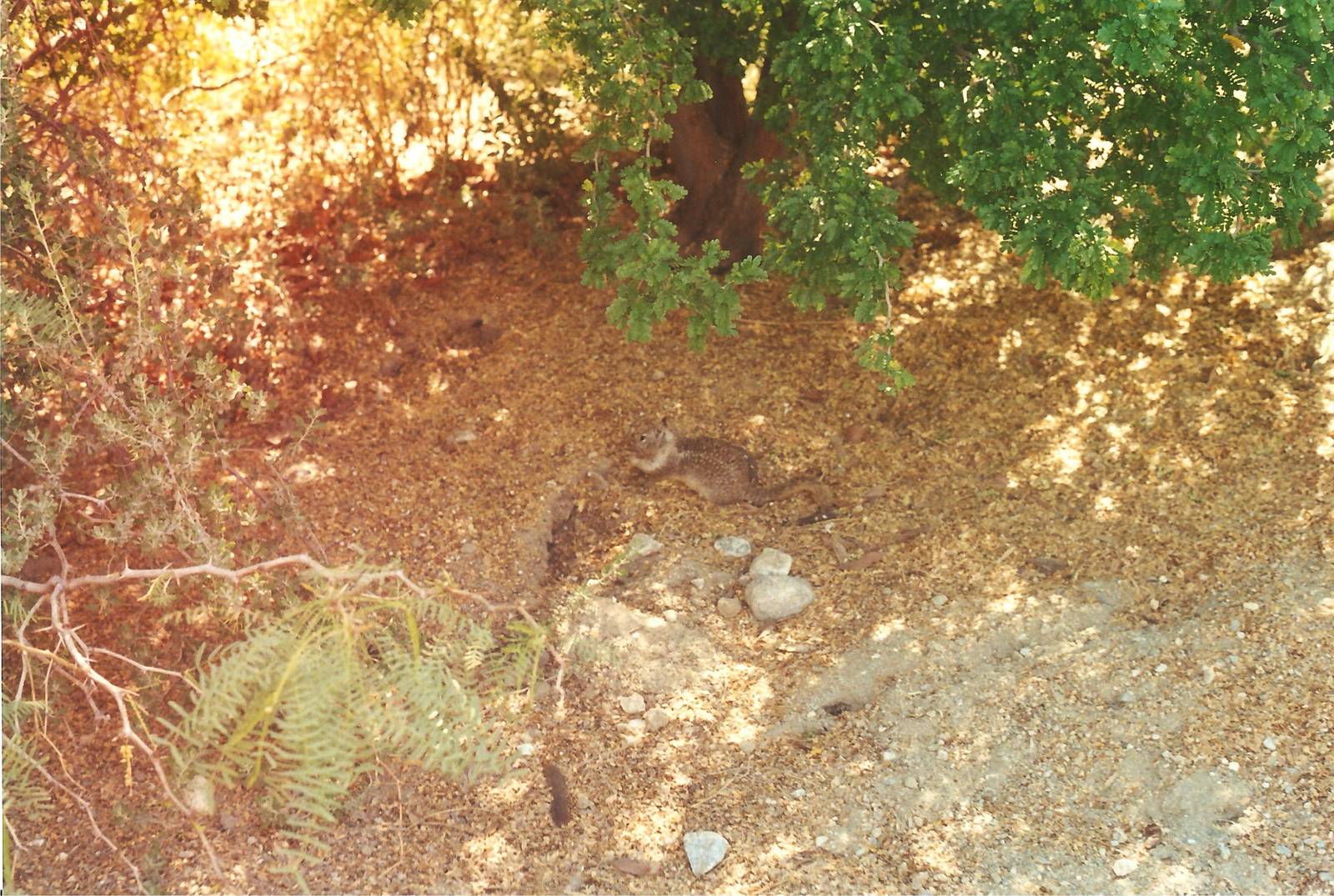 Ground Squirrel at The Living Desert, 1998