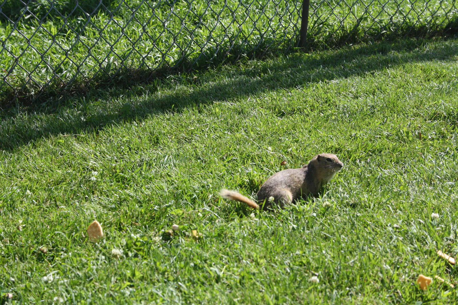 Ground Squirrel (they were everywhere!)