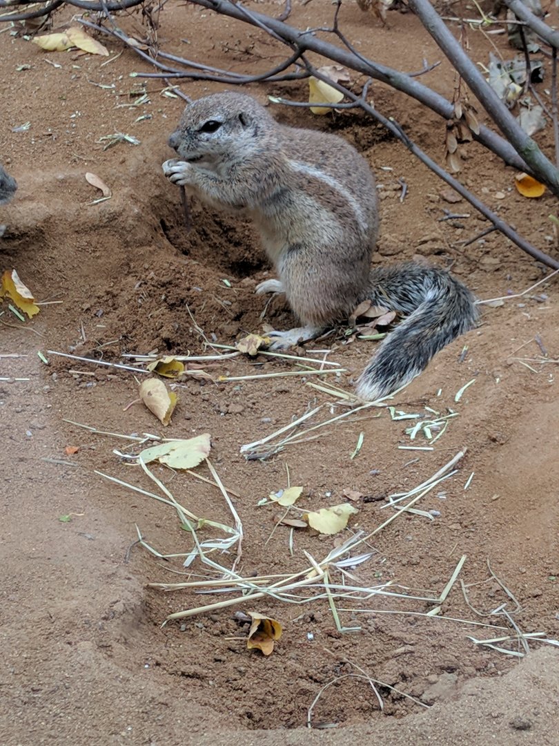 Ground Squirrel Zoo Praha 2018
