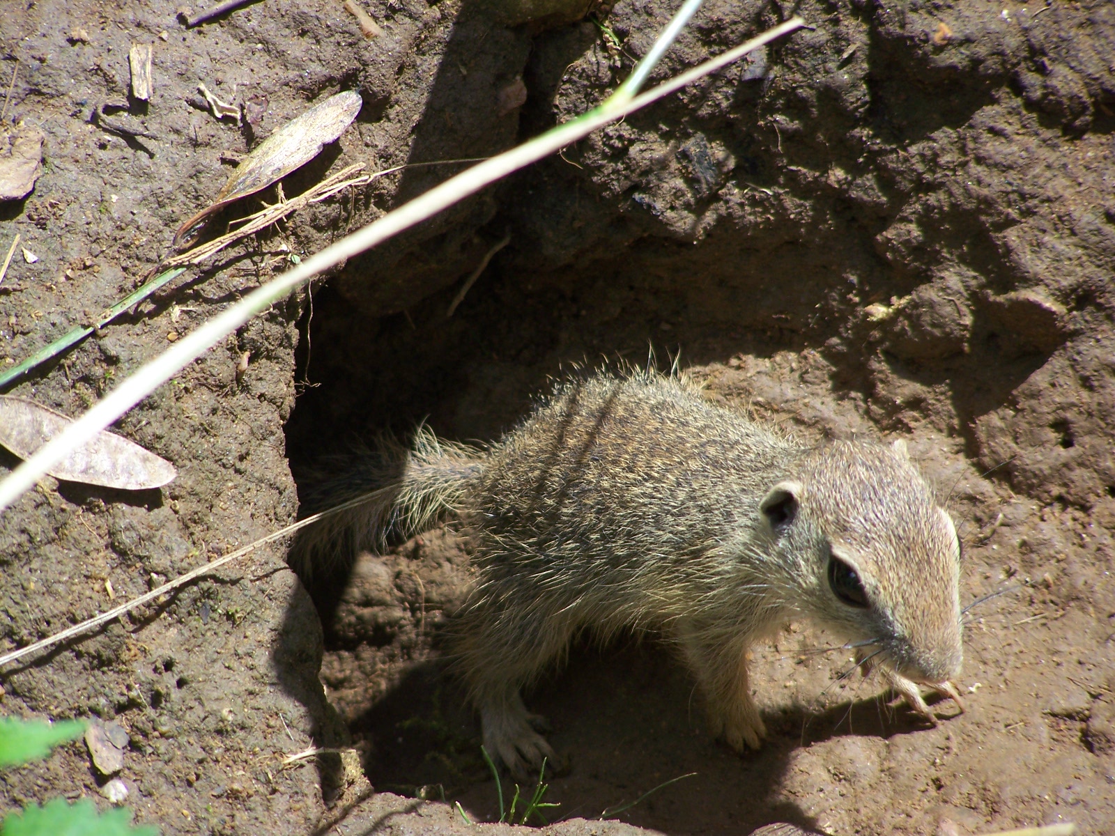 ground squirrel