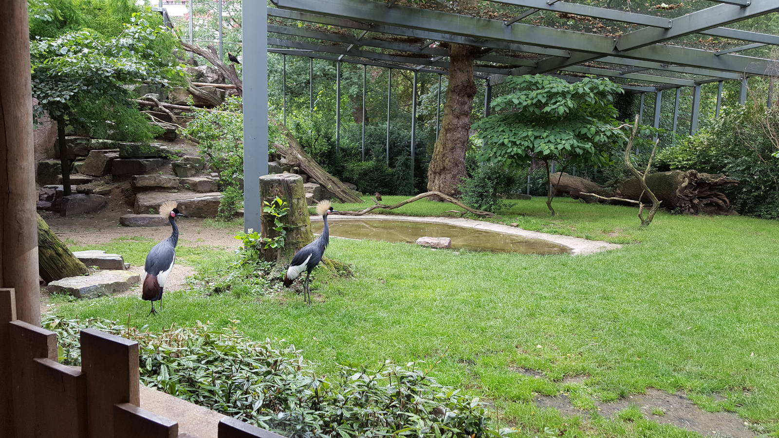 ground view crane/vulture avaria