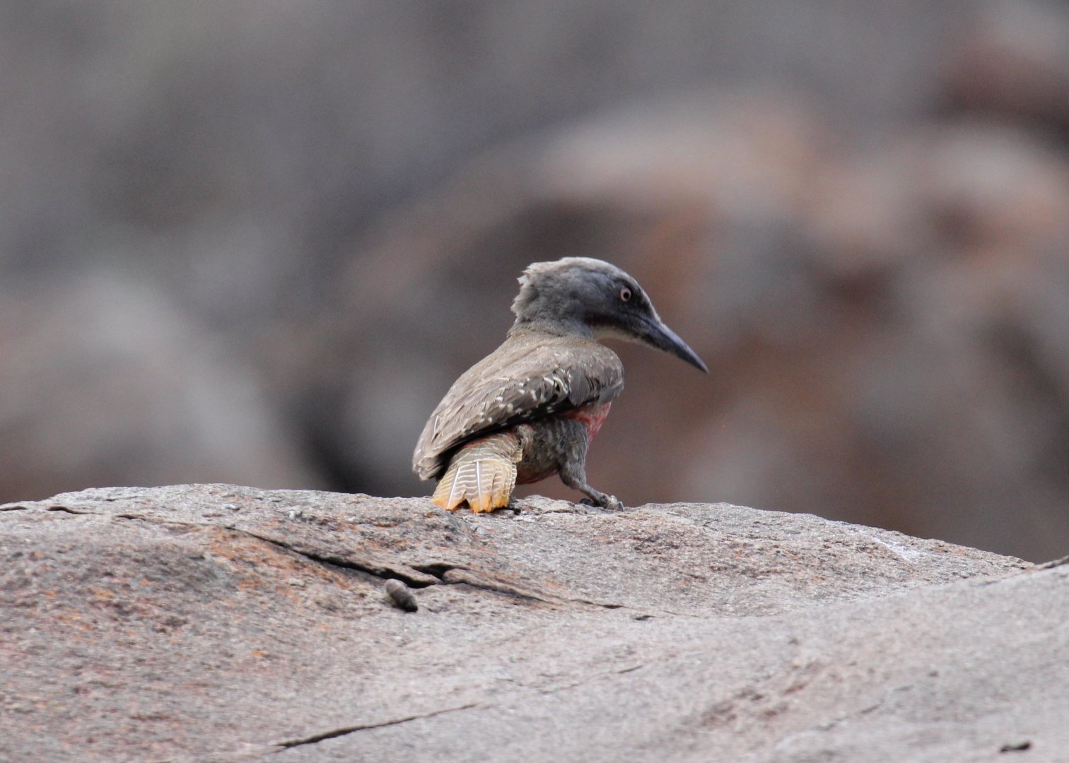 Ground Woodpecker (Geocolaptes olivaceus) ID?