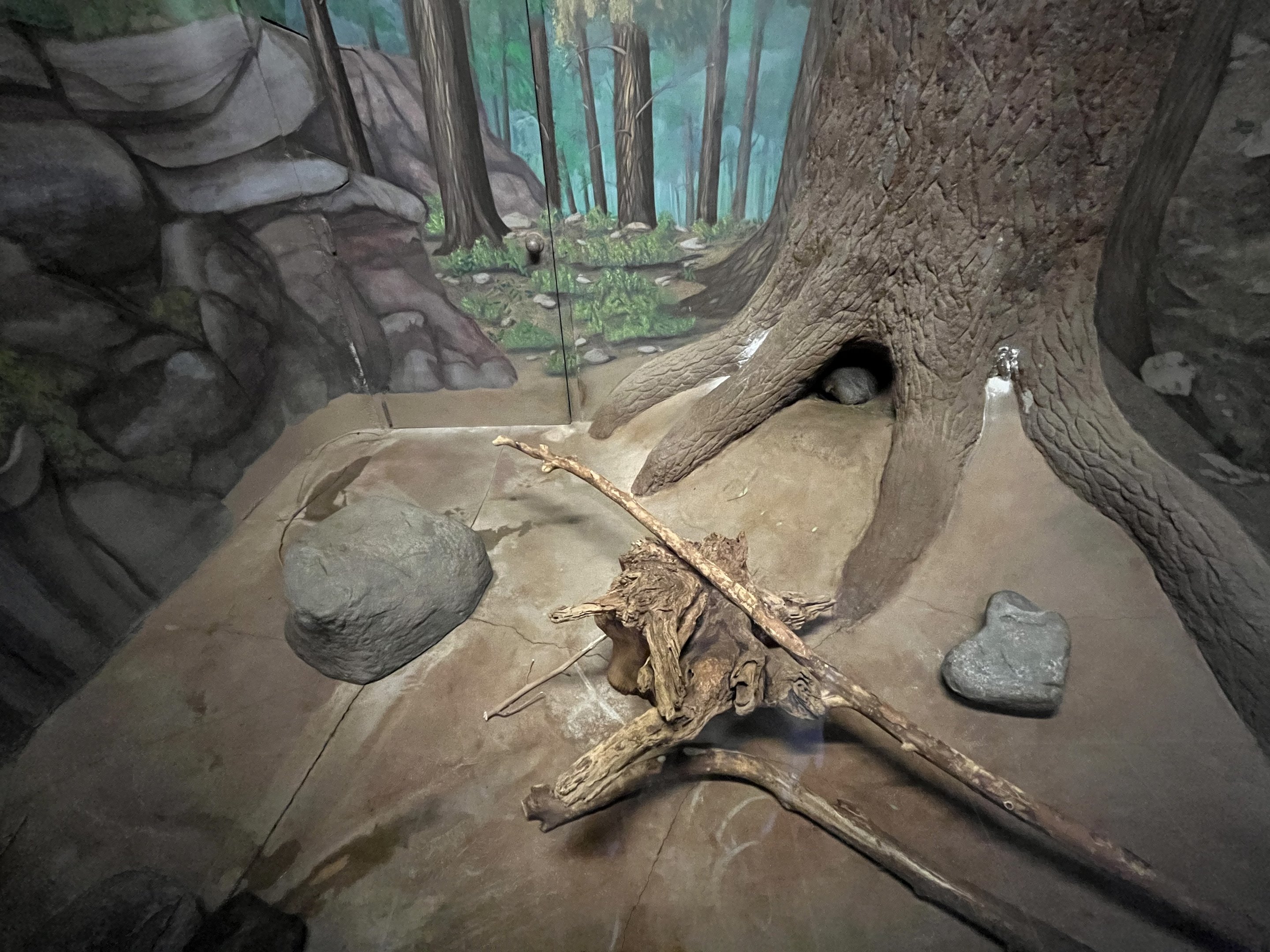 Groundhog Exhibit - no natural substrate