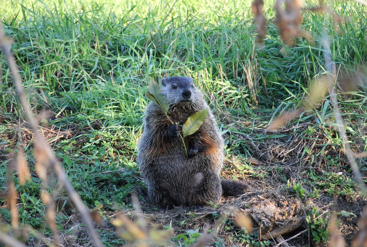 Groundhog holds a leaf