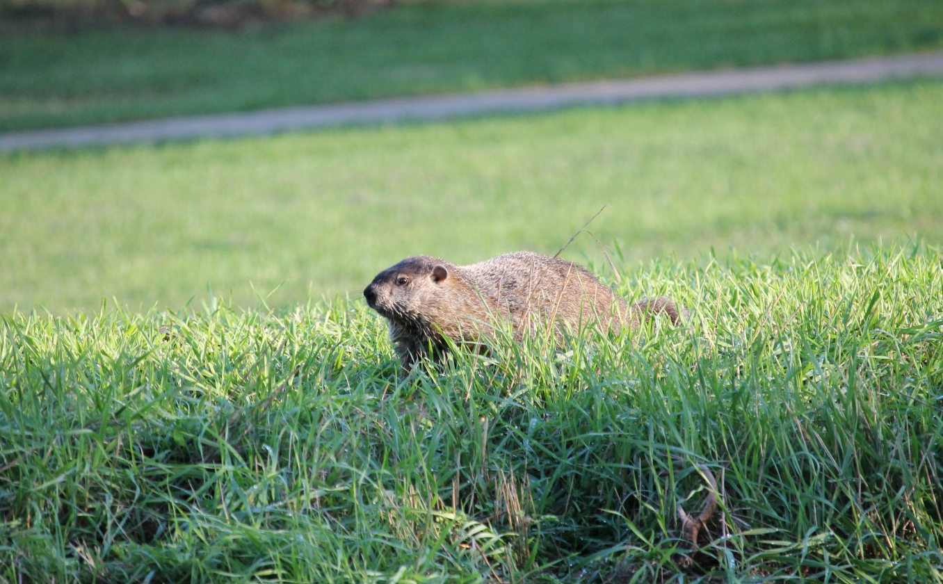 Groundhog (Marmota monax)