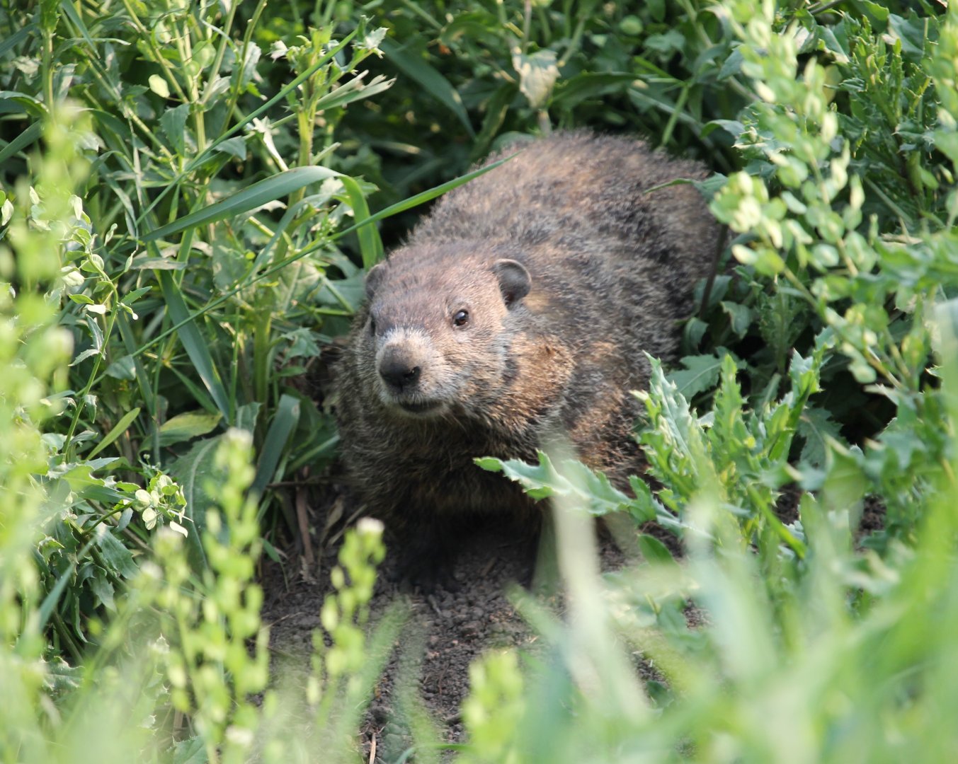 Groundhog (Marmota monax)