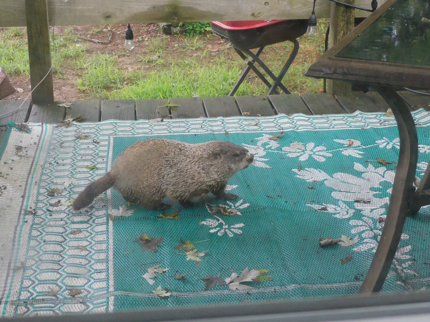 Groundhog on my deck