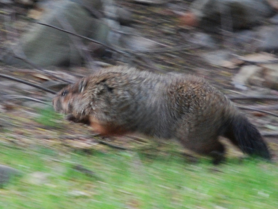 Groundhog