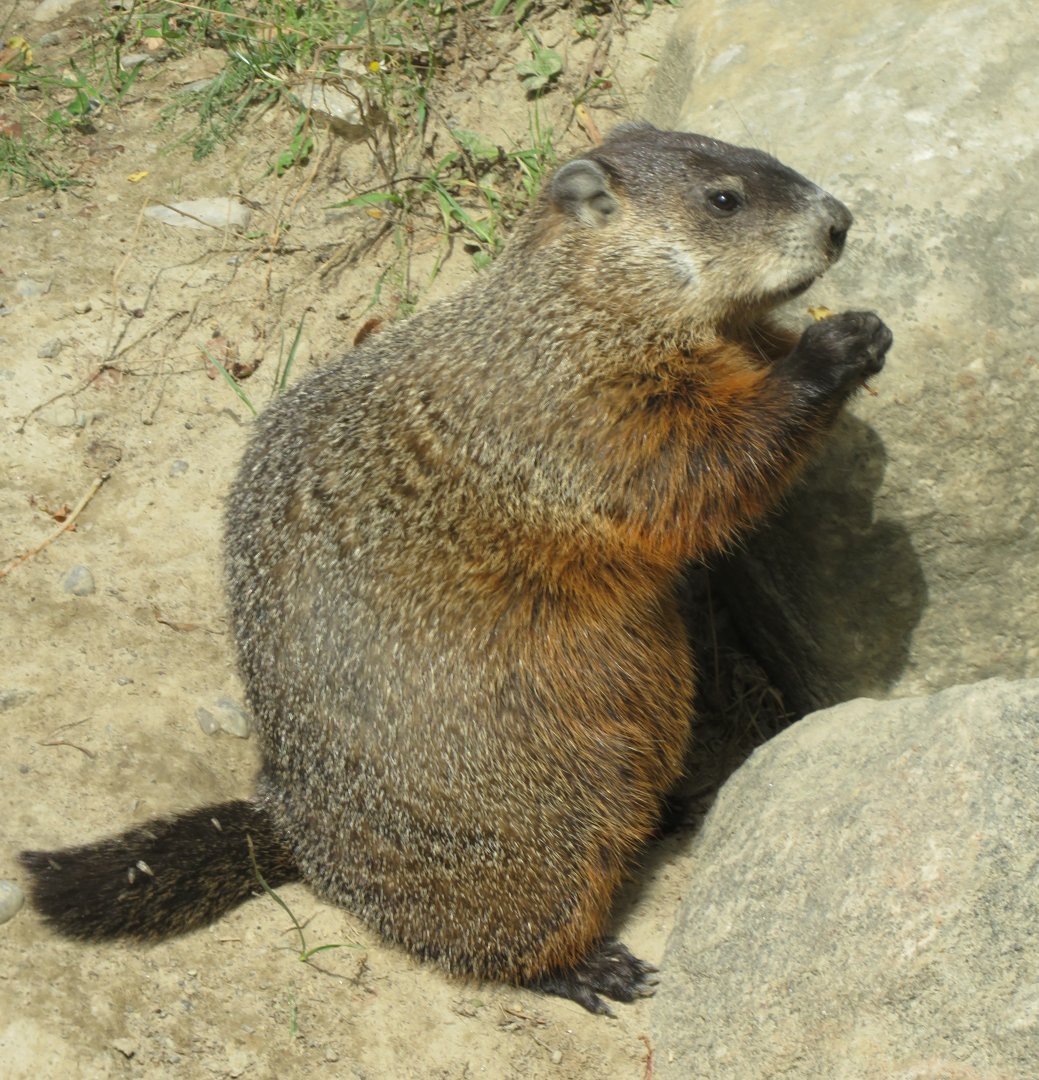 Groundhog