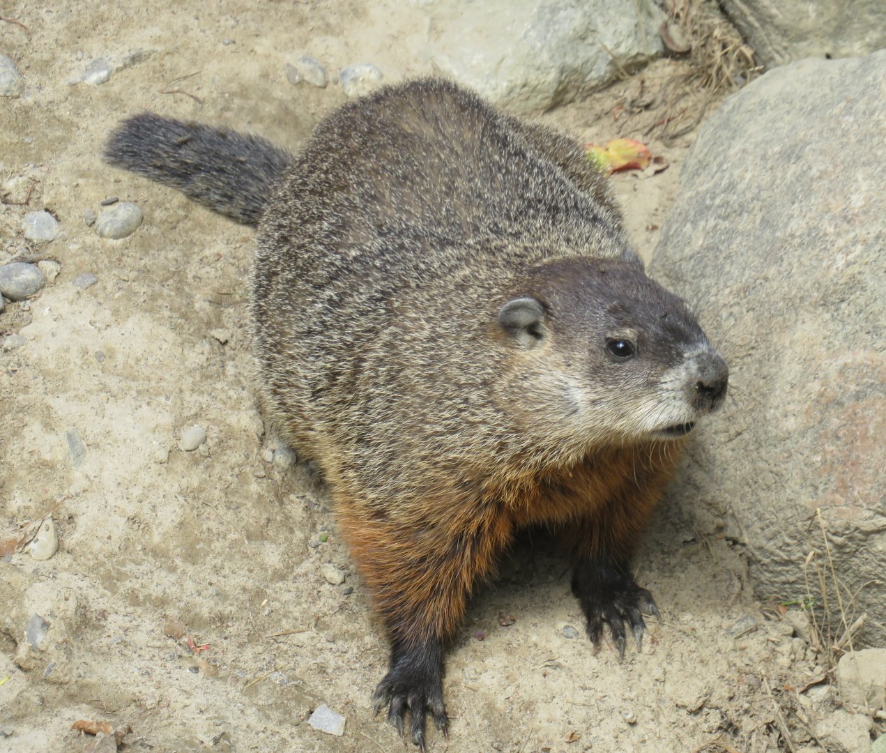 Groundhog
