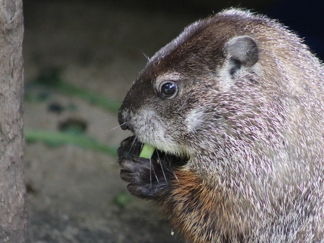 Groundhog