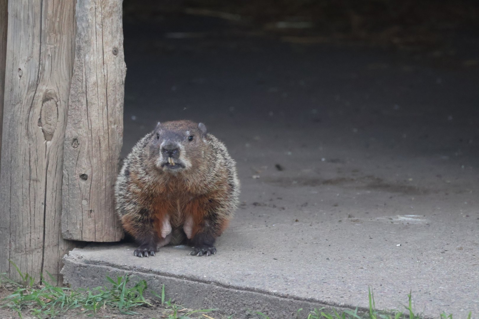 Groundhog