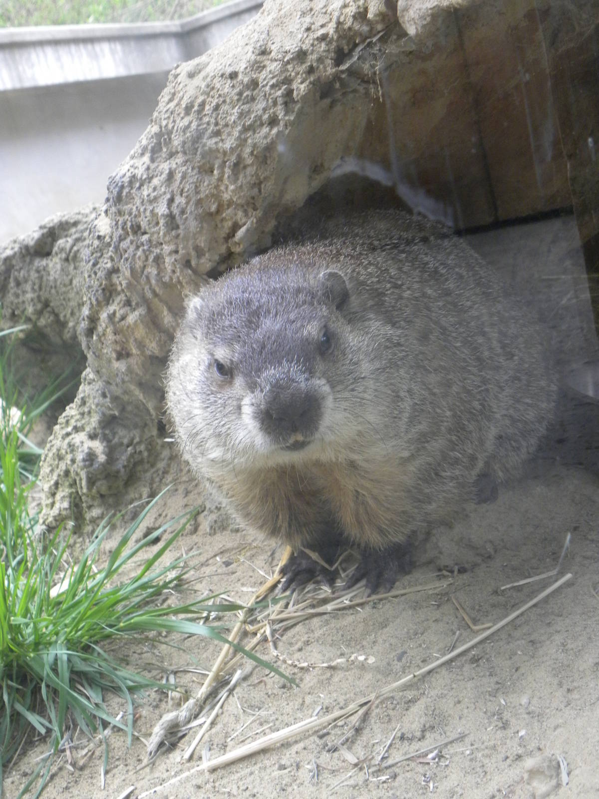 groundhog
