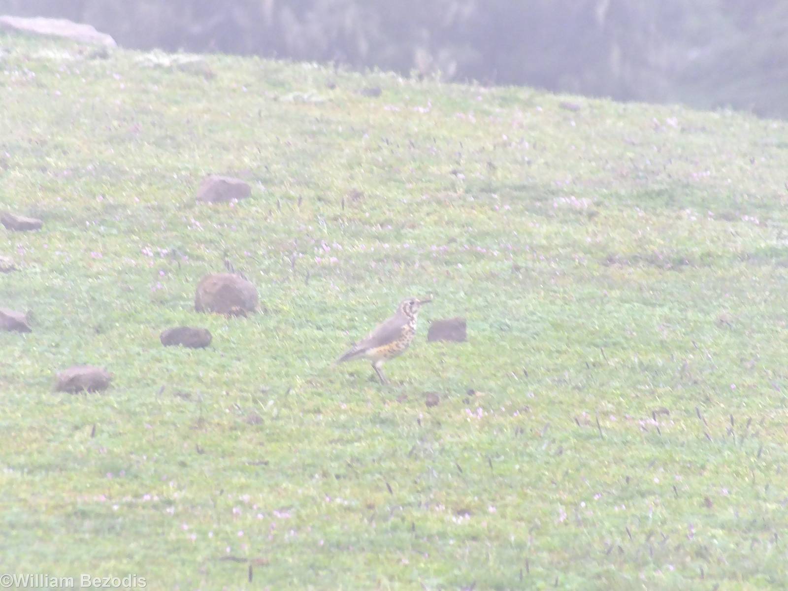 Groundscraper Thrush - 2013