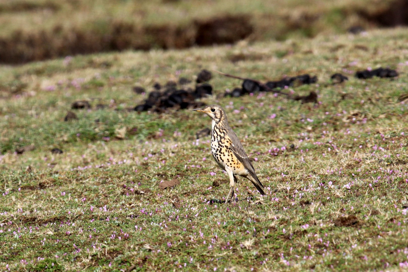groundscraper thrush (Psophocichla litsitsirupa)
