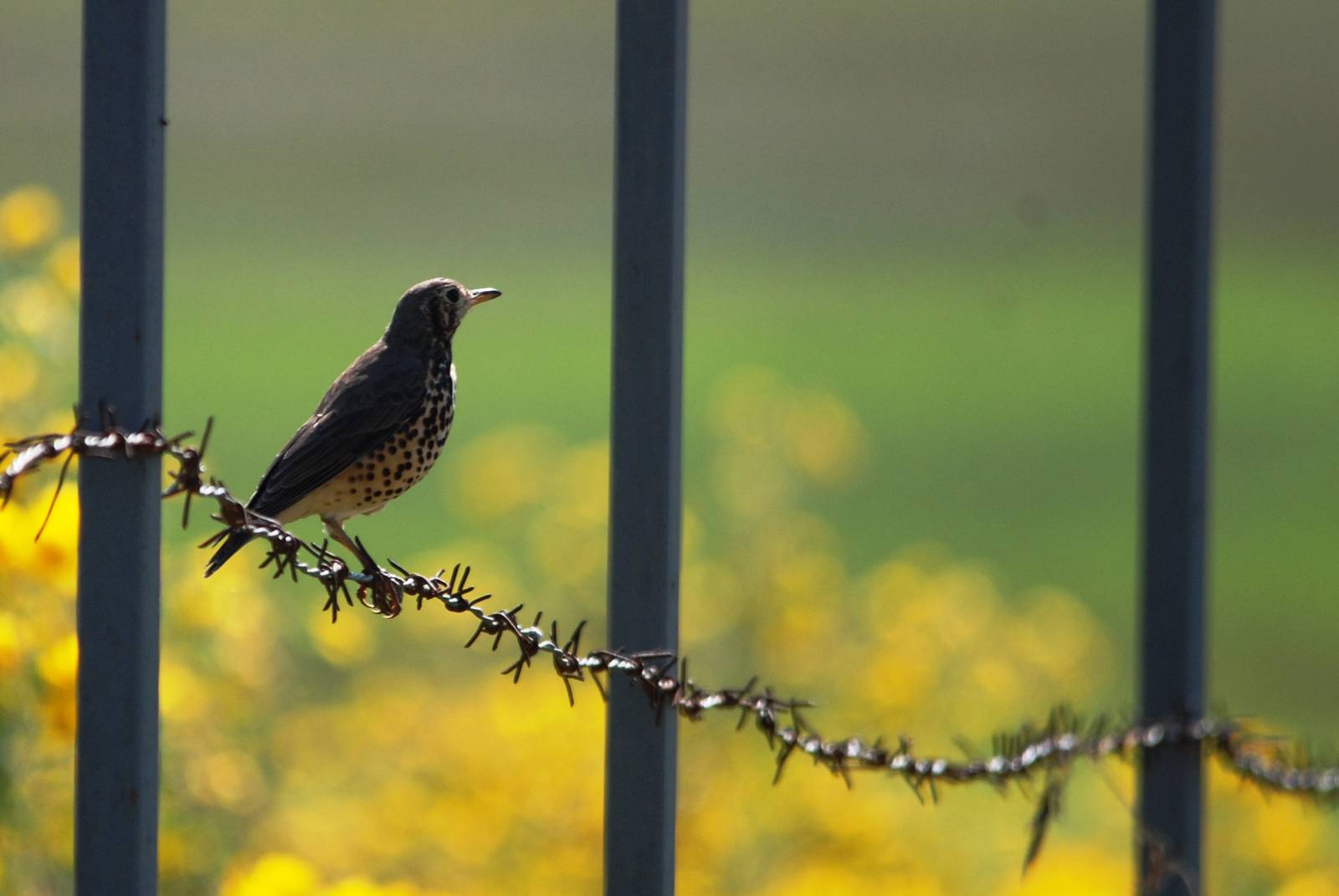 Groundscraper Thrush - Sululta Plains, 18/10/14