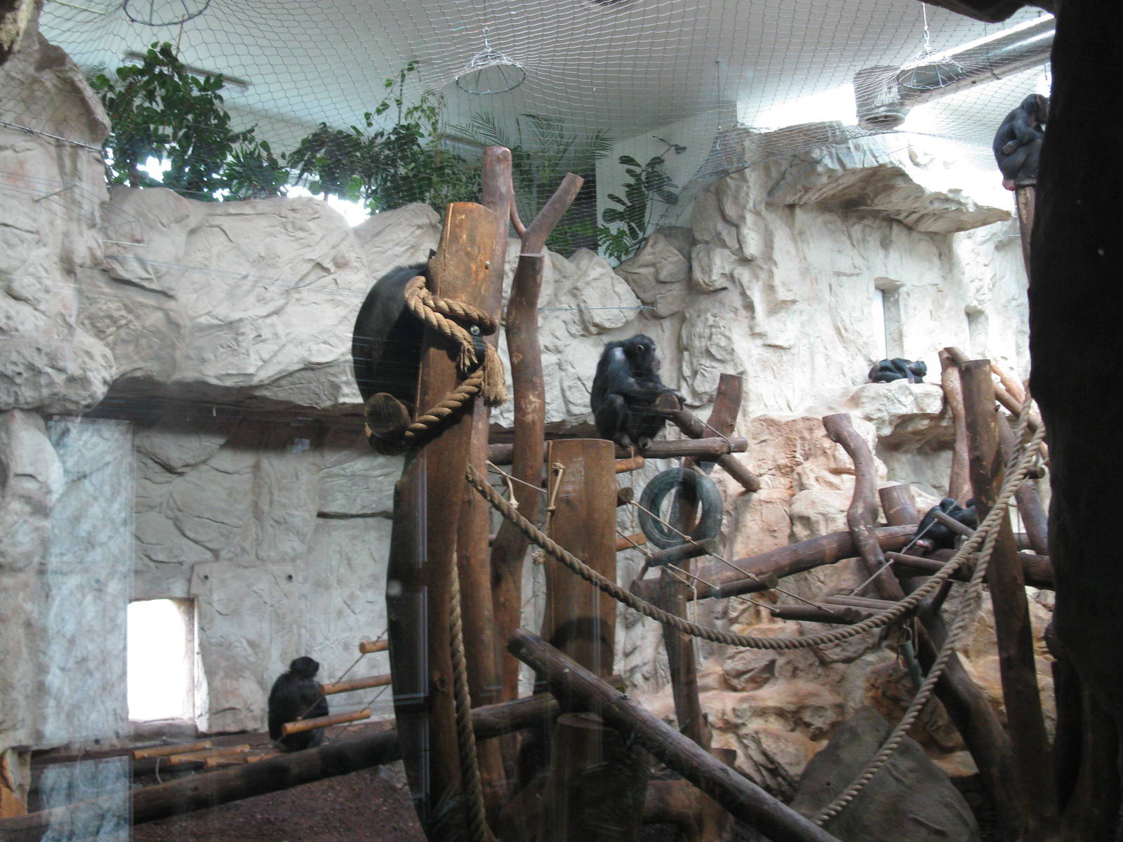 Group chimpanzee's in house