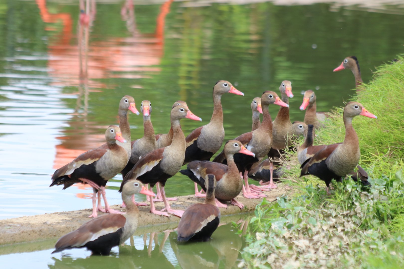 Group of Black-bellied Whistling Ducks