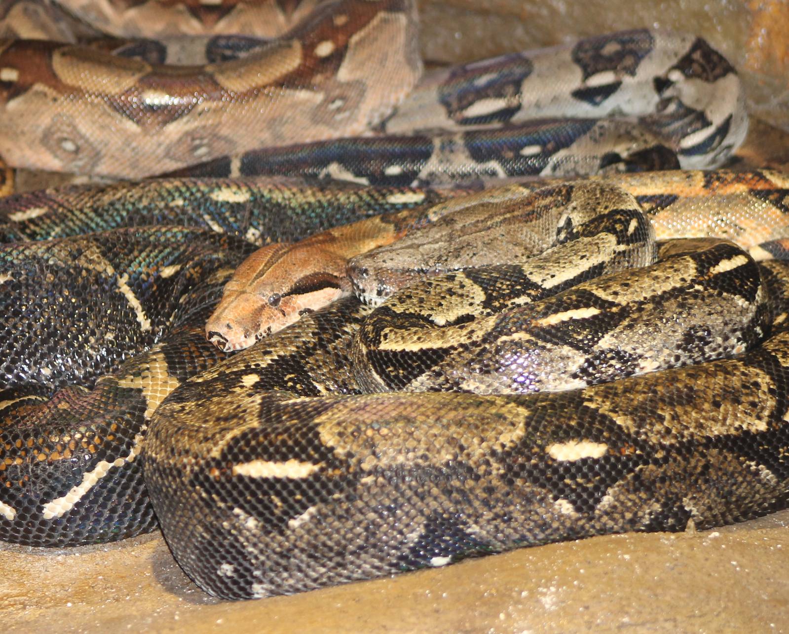 Group of Boa constrictor´s