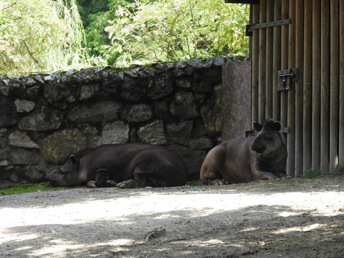 group of Brazilian tapirs