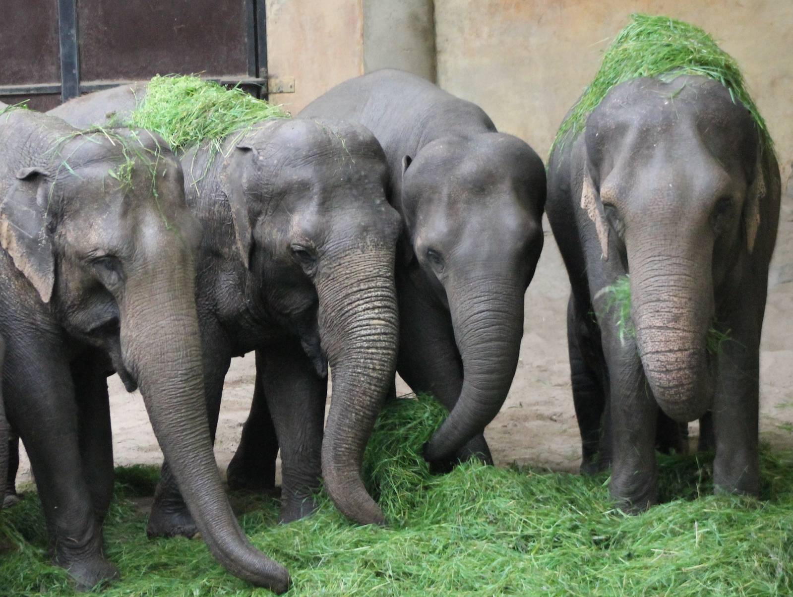 Group of eating Asian elephants