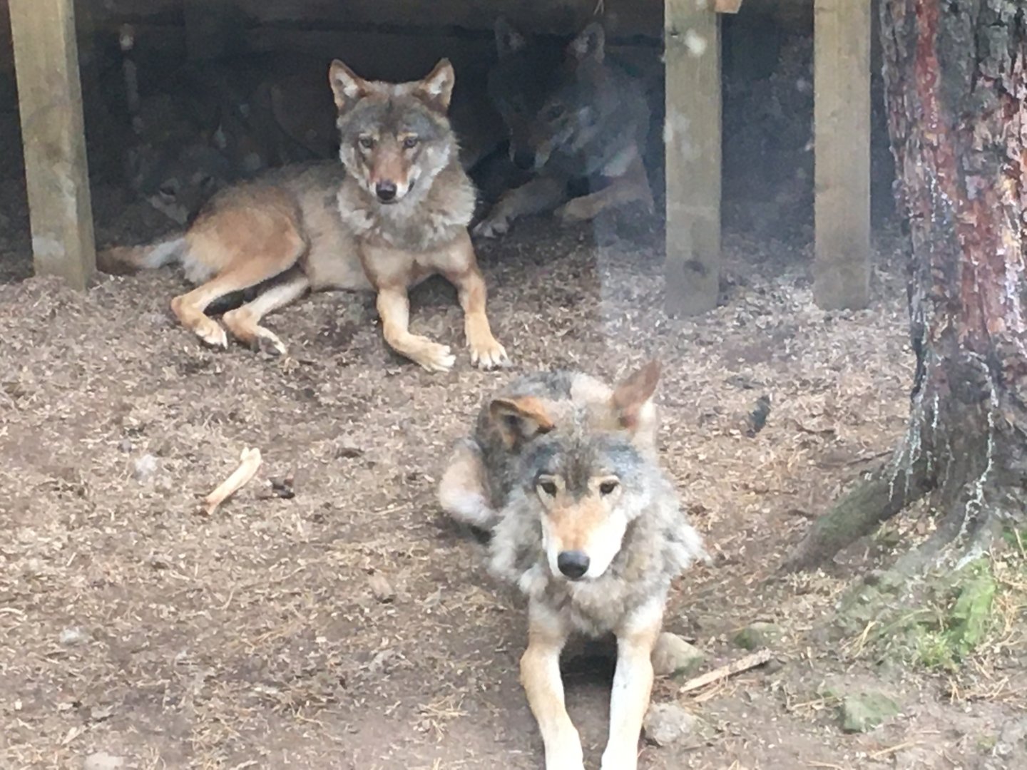 Group of Eurasian Grey Wolves