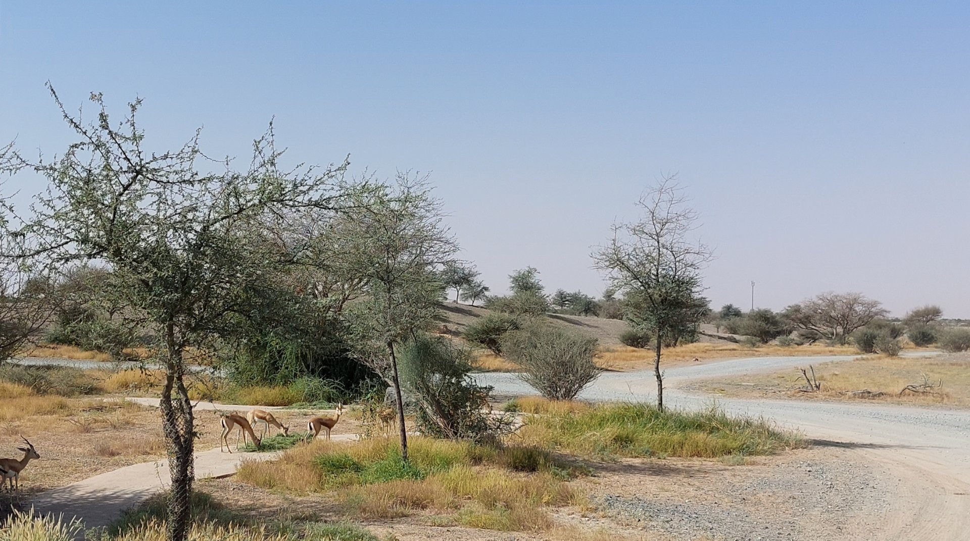 Group of gazelles in Sahel exhibit