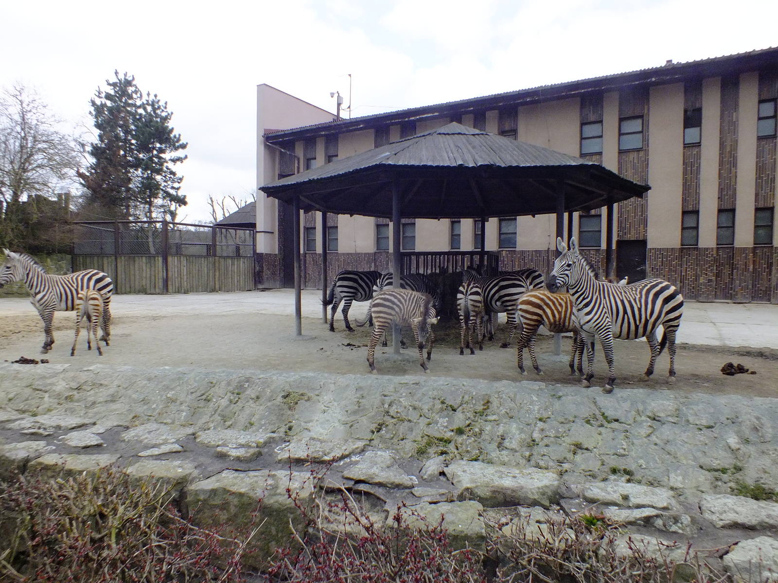 Group of Grant's Zebras with Young