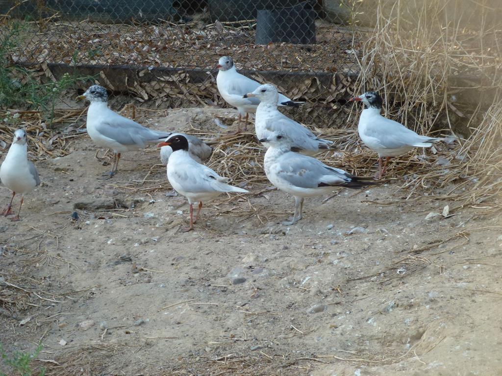 Group of gulls, July 2013.
