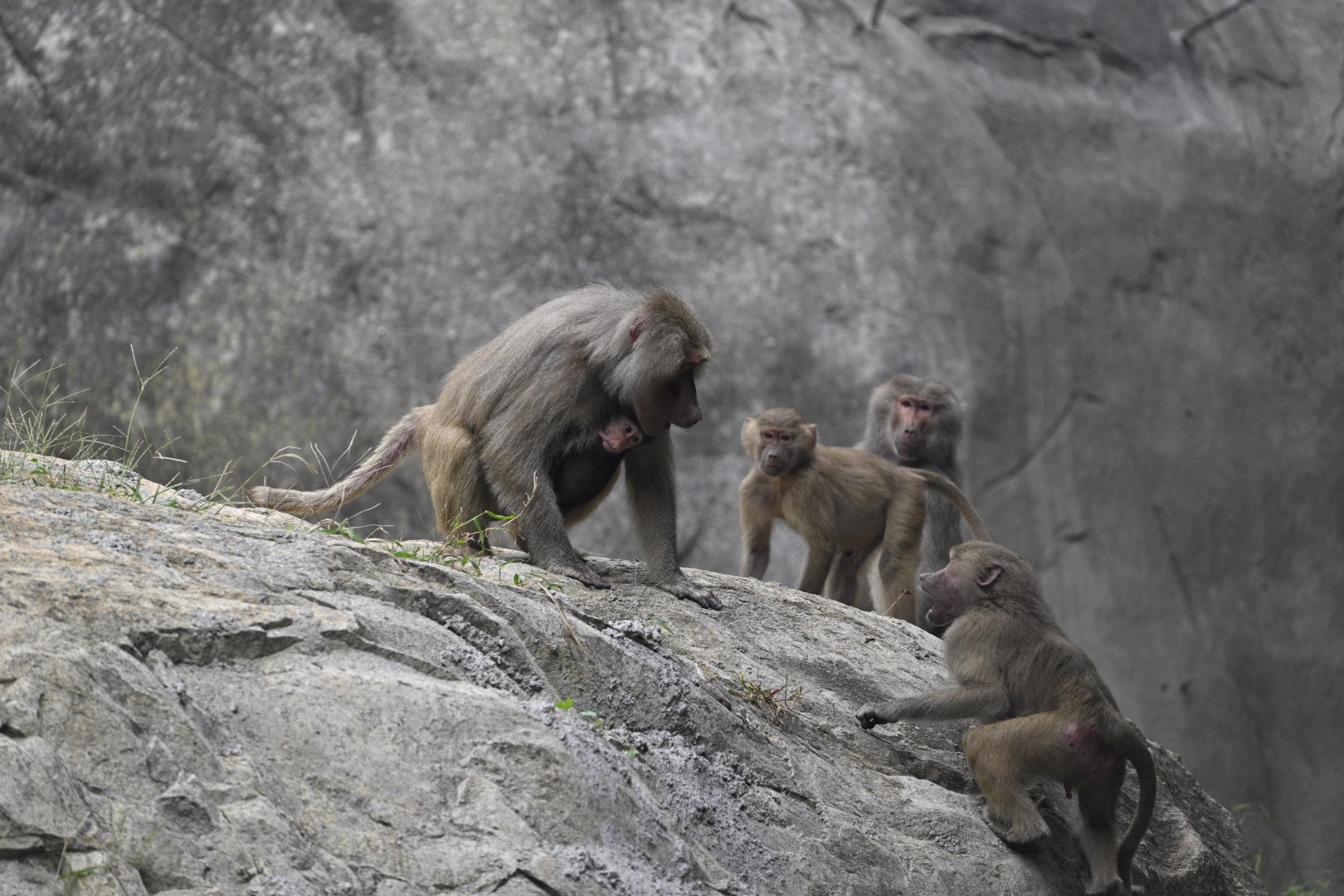 Group of Hamadryas Baboons with new baby