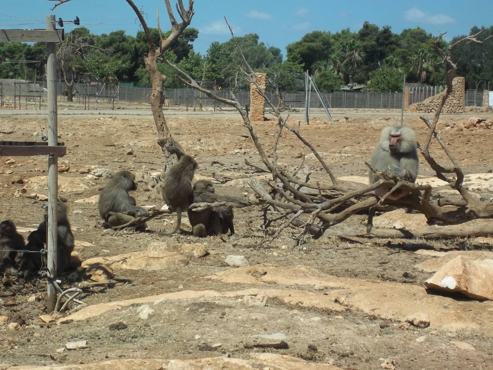 Group of Hamadryas Baboons.