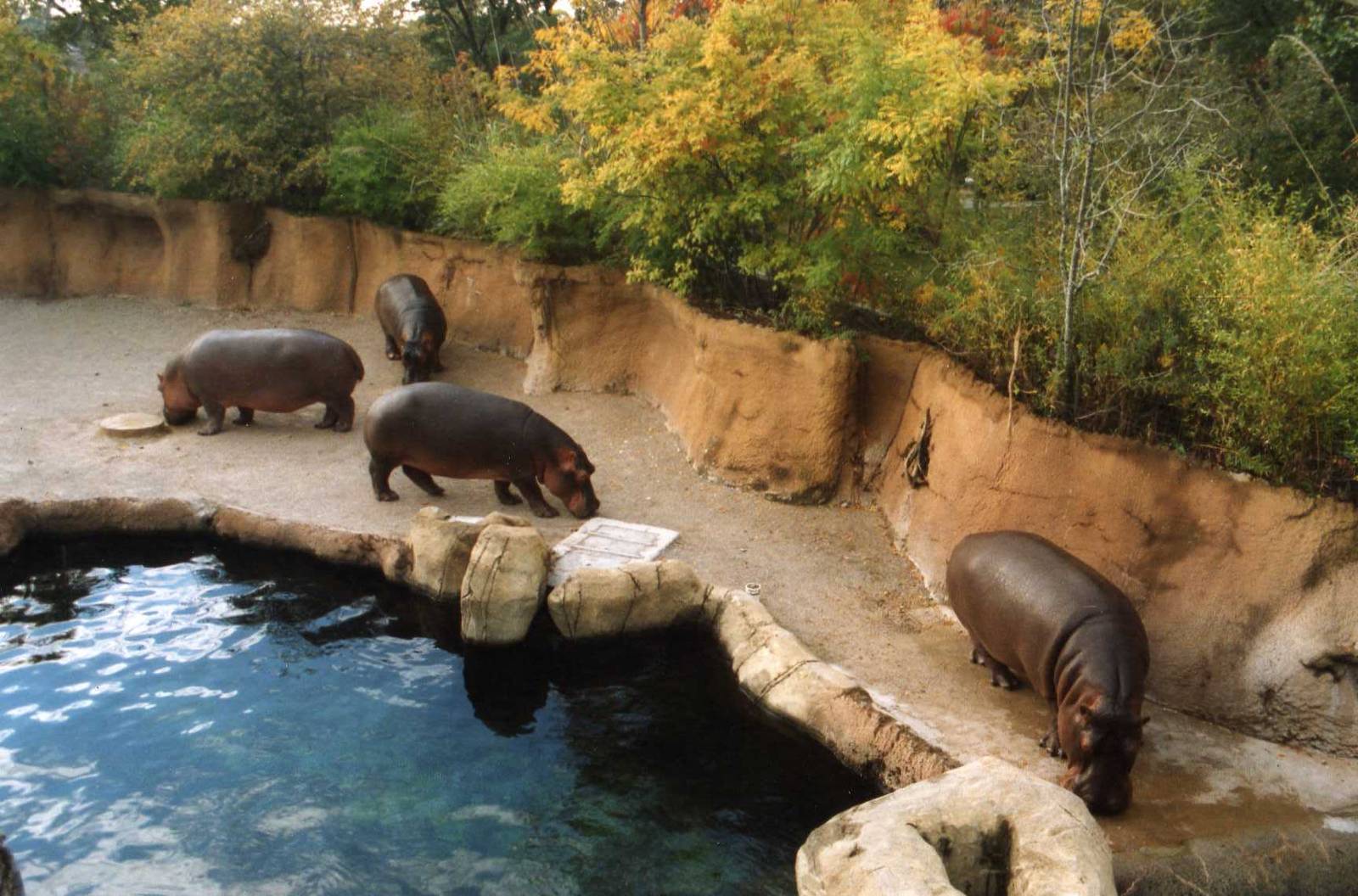 Group of Hippos