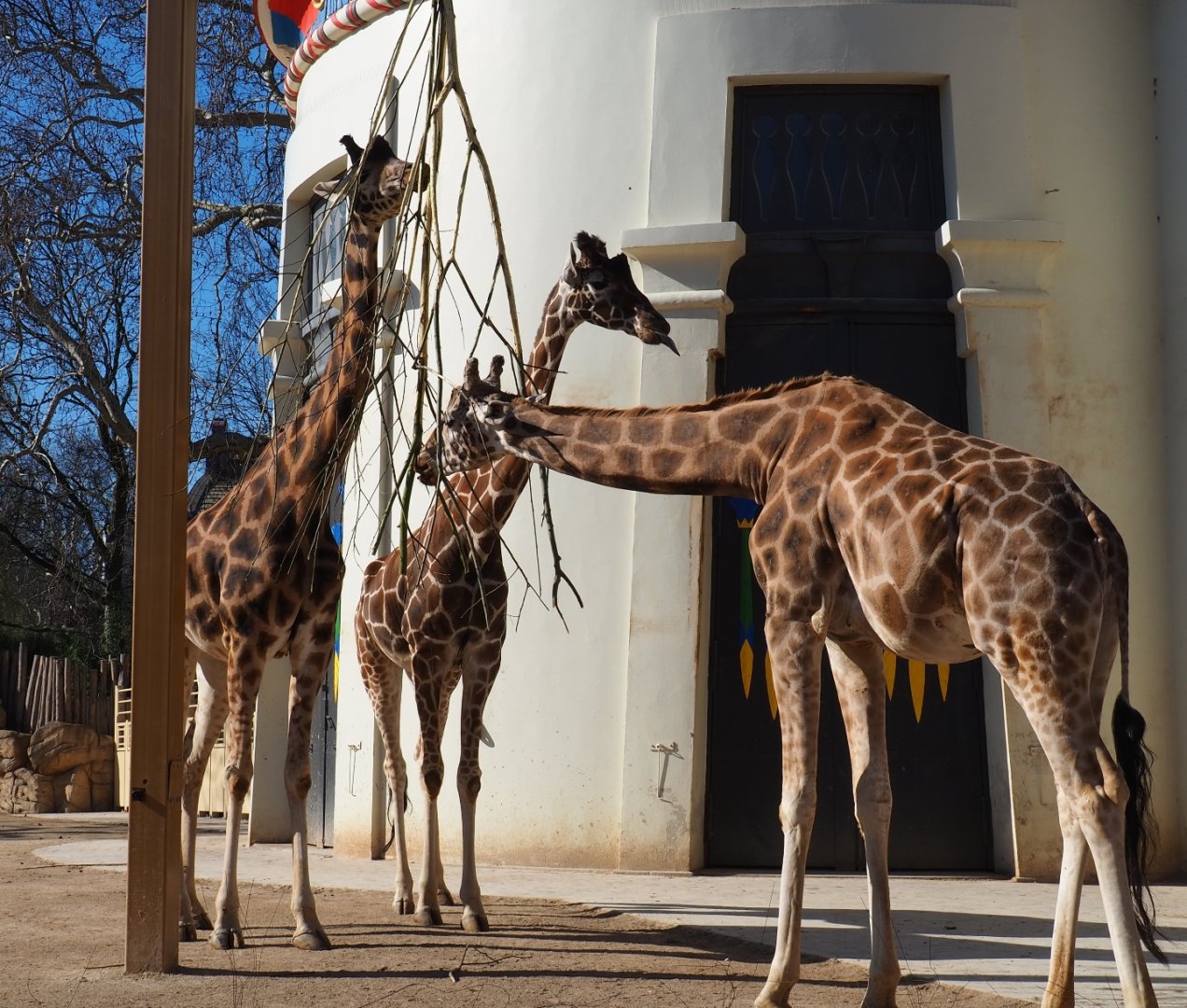 Group of hybrid giraffes standing next to the Egyptian temple (Feb 19th, 2019)