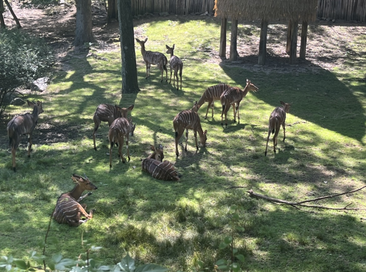 Group of Lowland Nyala(July 2022)