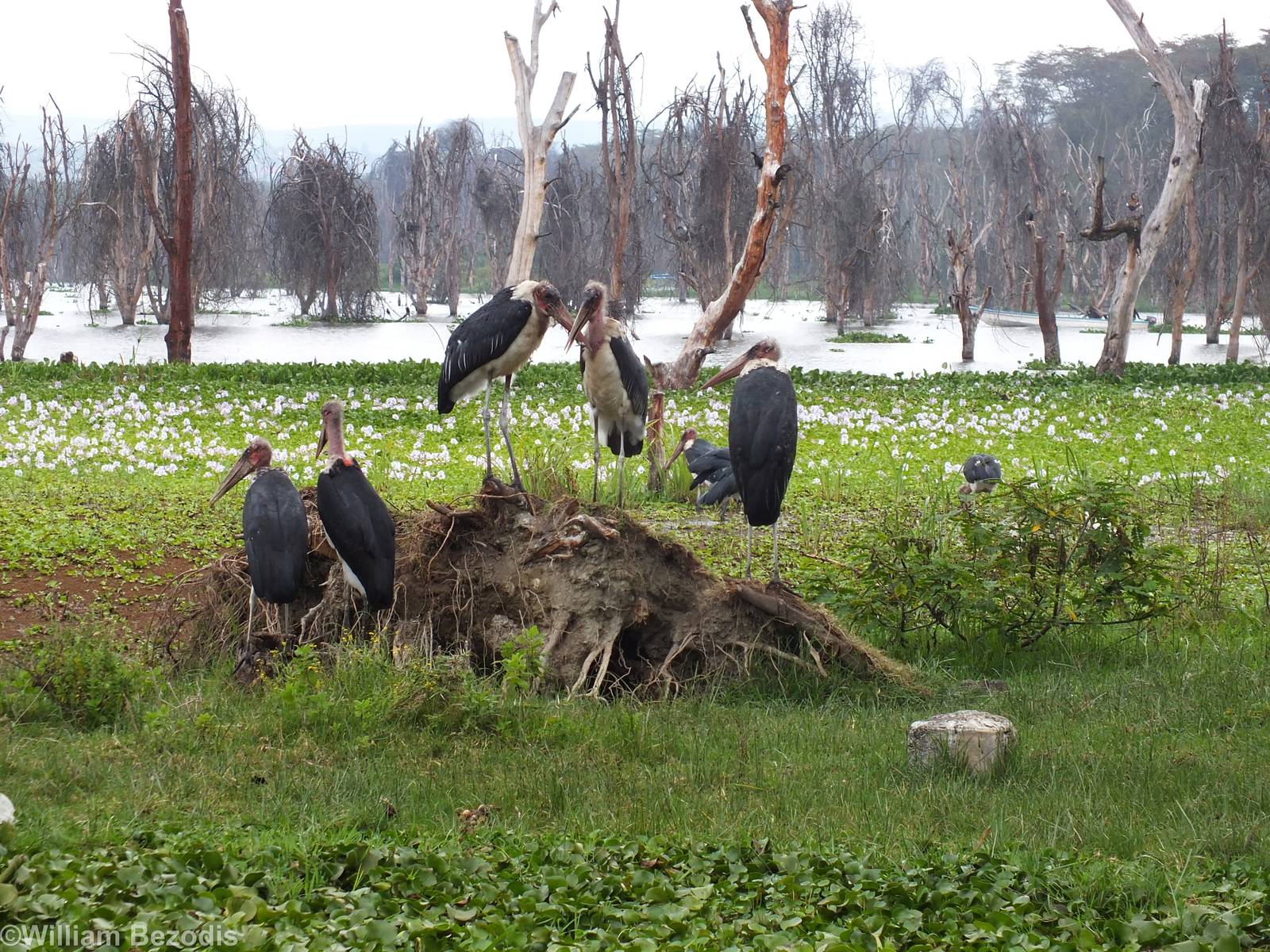 Group of Marabous - Lake Naivasha