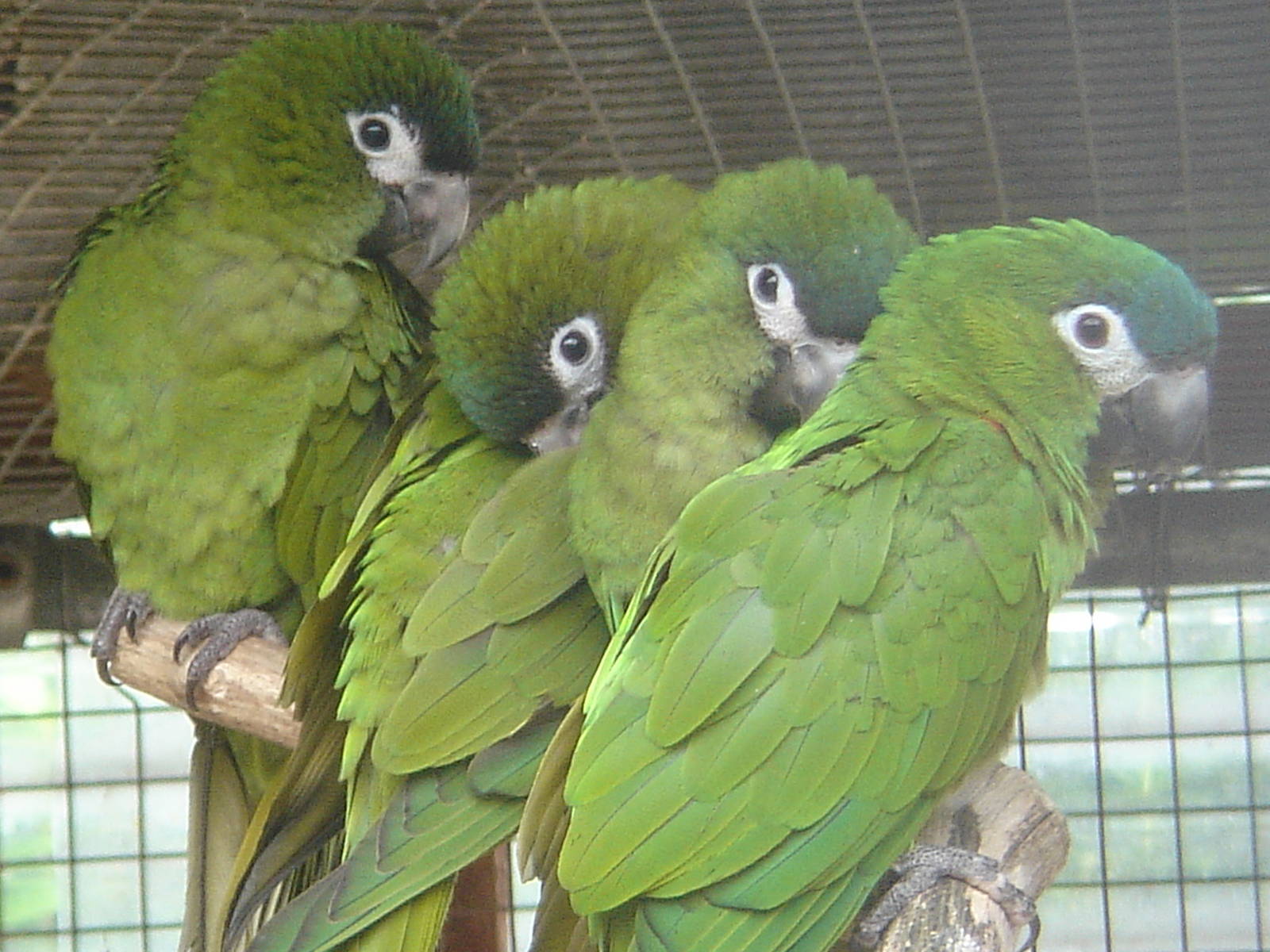 Group of Noble Macaws.