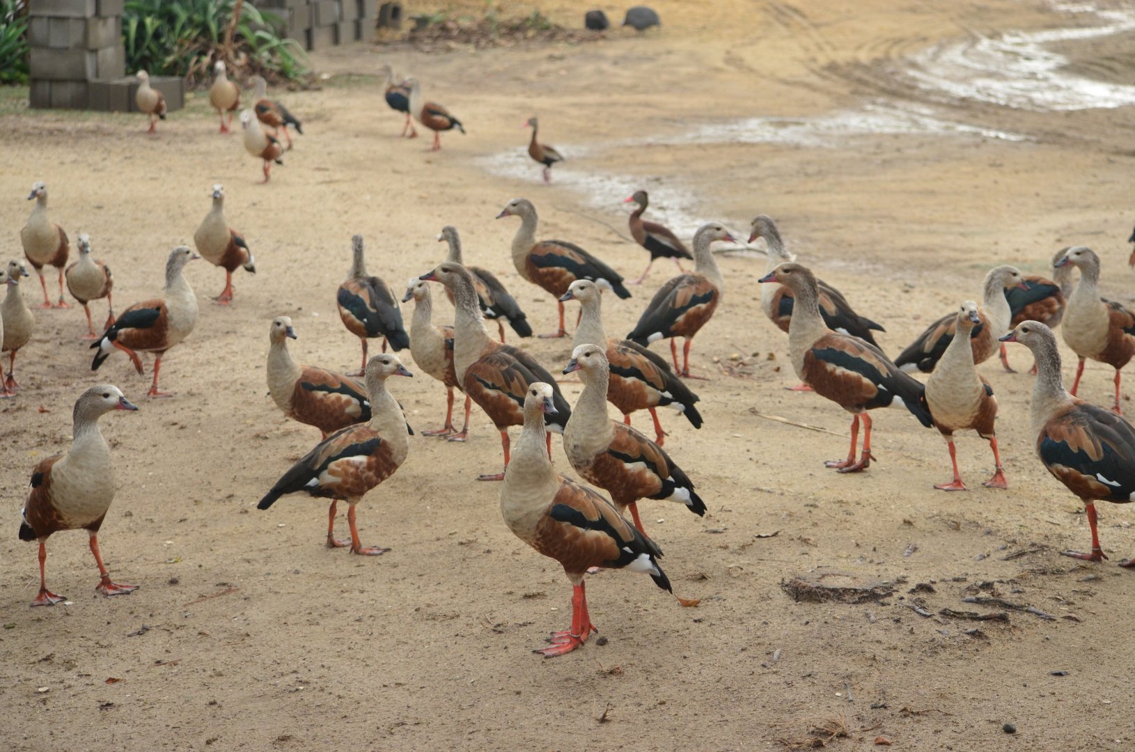 Group of Orinoco geese (Neochen jubata)