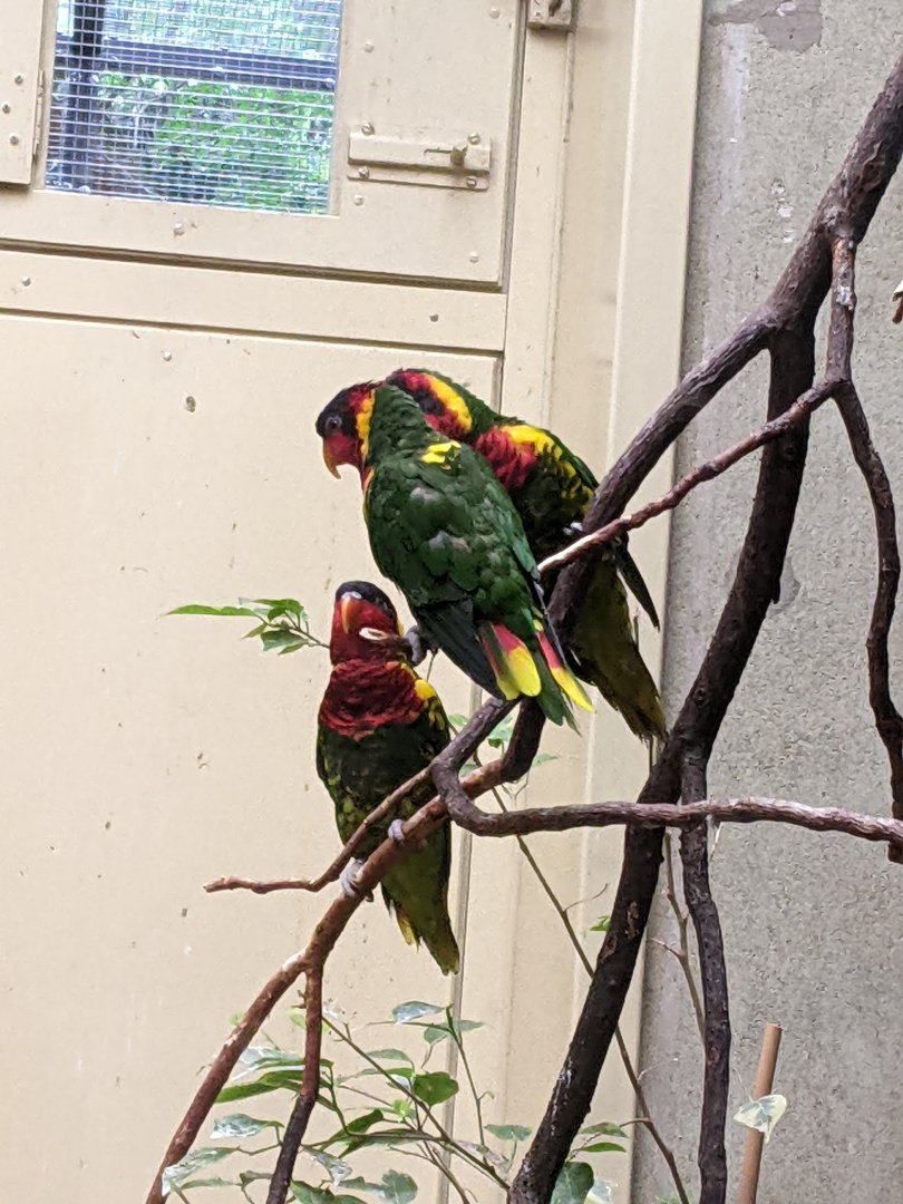 Group of Ornate Lorikeets