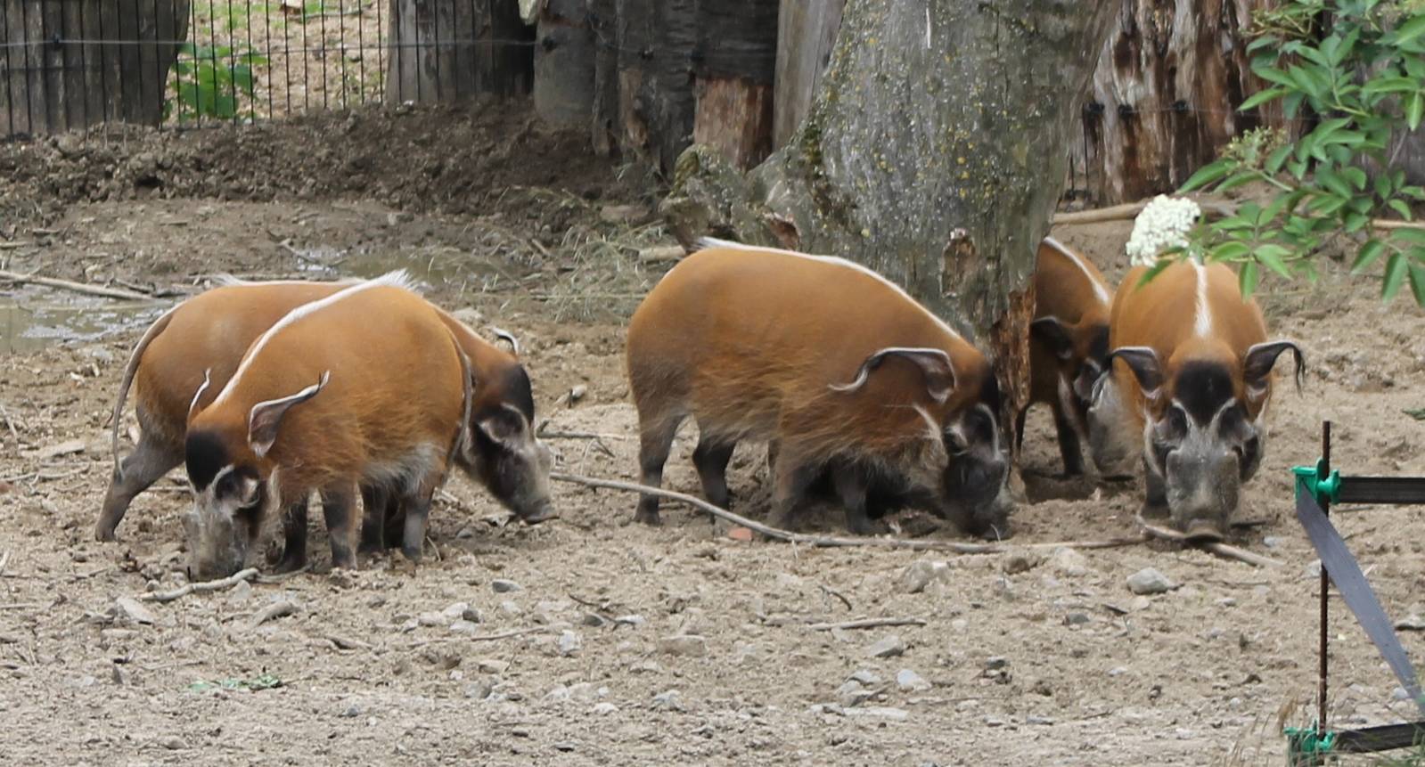 Group  of Red river hogs