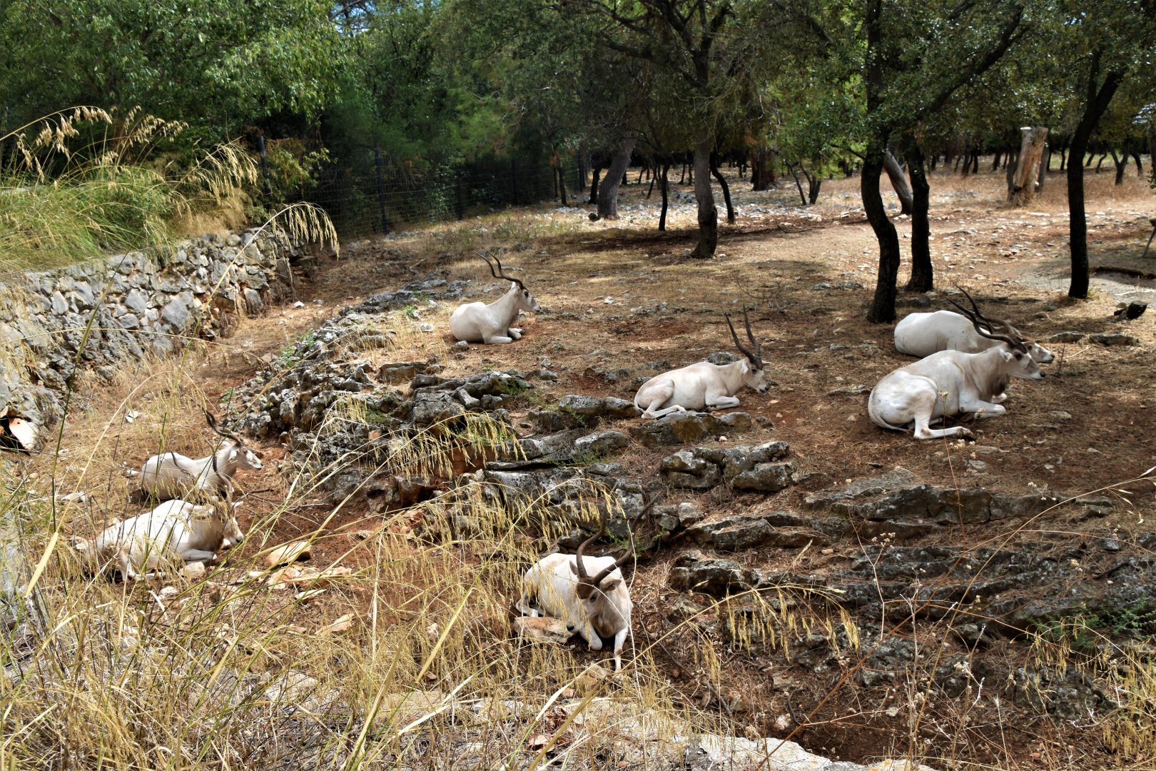 Group of seven Addax