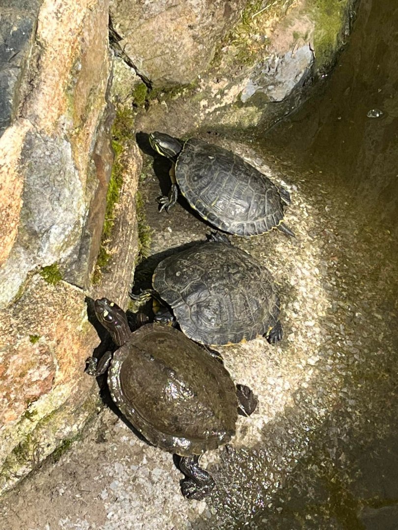 Group Of Terrapins