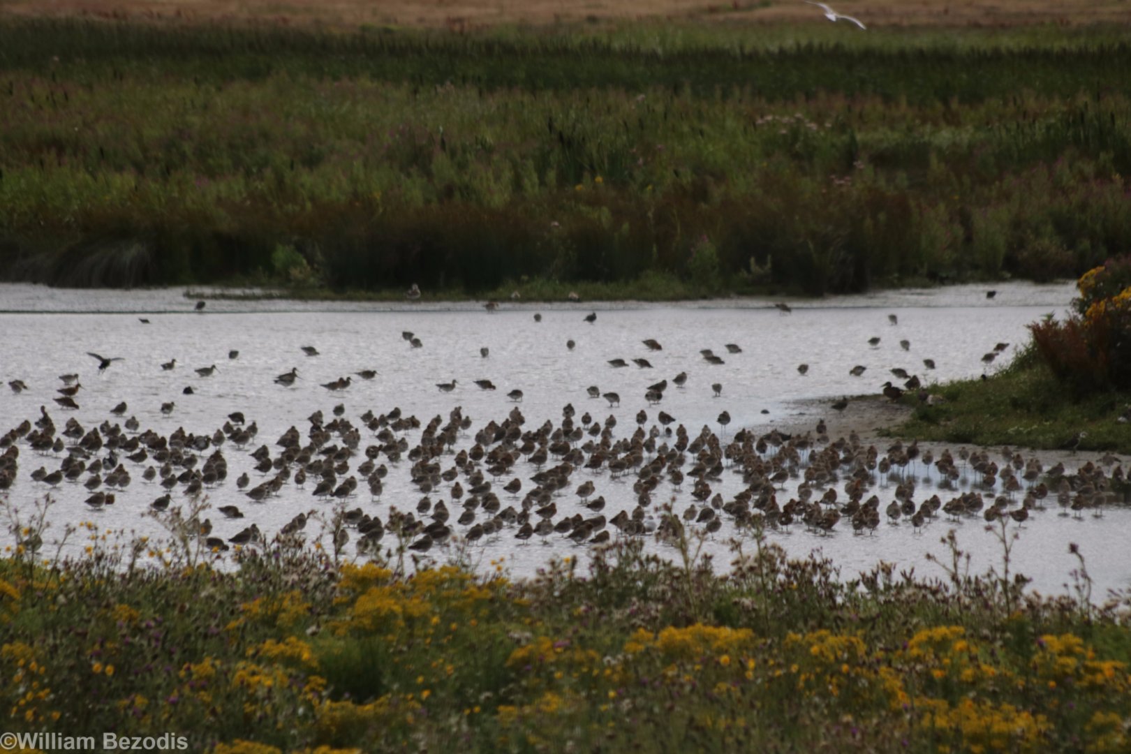 Group of Waders (mostly Black-tailed Godwits) - RSPB Burton Mere