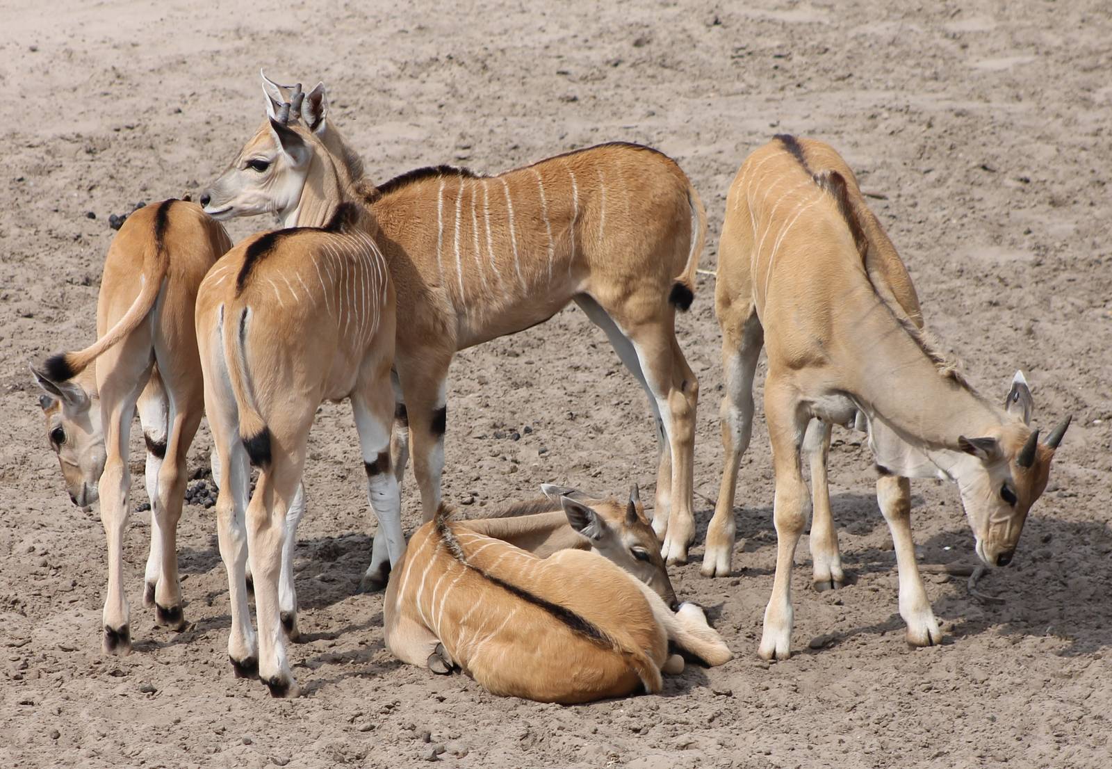 Group of young Elands