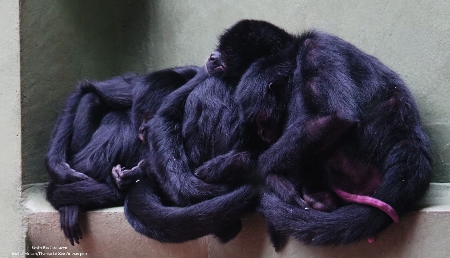 Group-sleeping Colombian black spider monkeys
