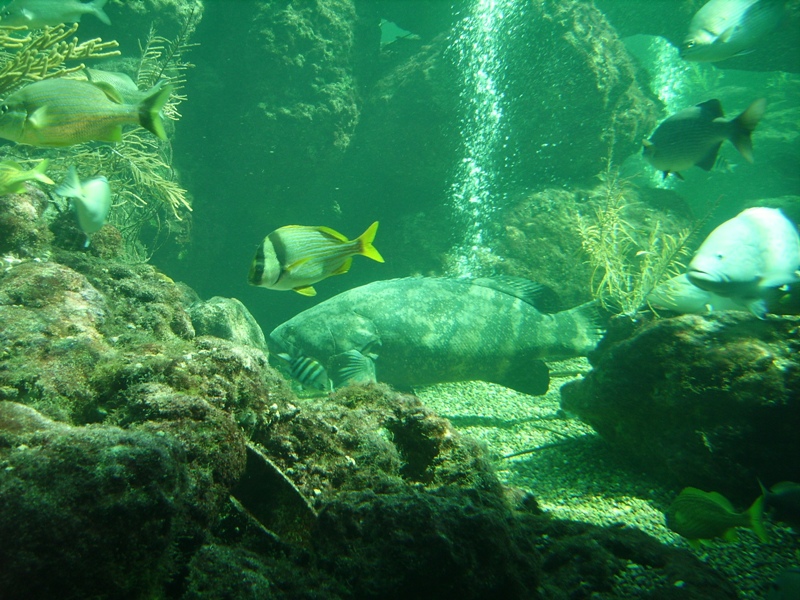 Grouper and other Fish in Coral Reef Tank - Miami Seaquarium