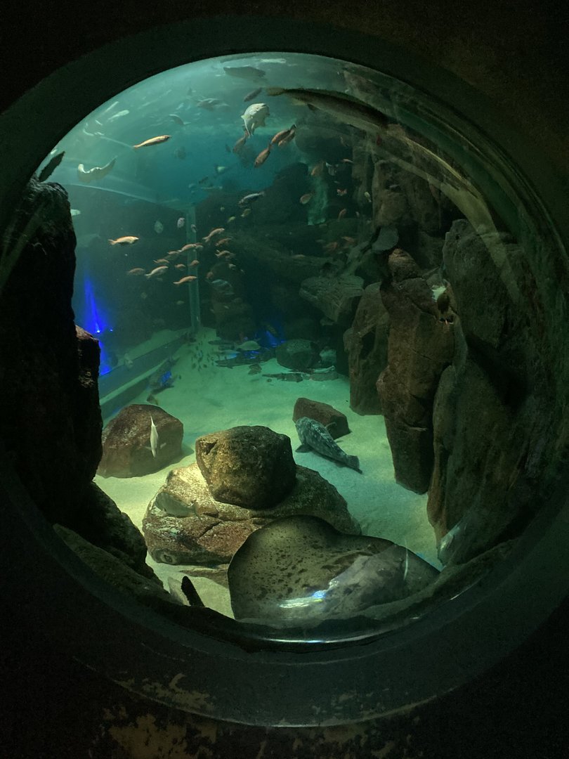 Grouper and ray tank from viewing bubble